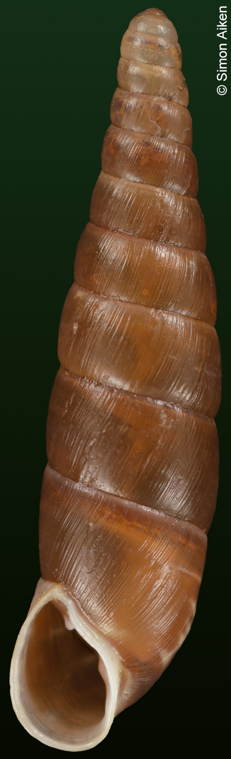 Formosana renzhigangi
