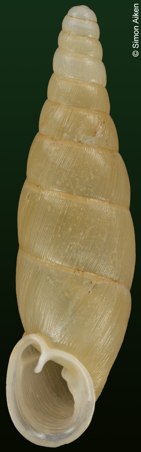 Synprosphyma abiens