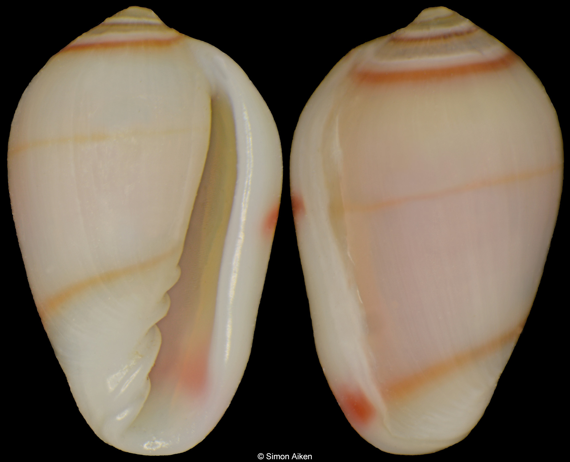 Volvarina sauliae rachmaninovi