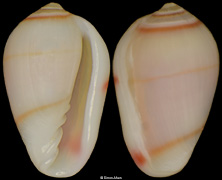 Volvarina sauliae rachmaninovi