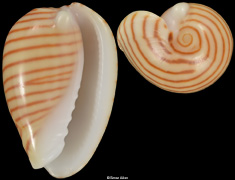 Persicula cingulata