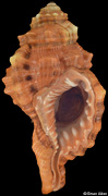 Ranularia pyrum