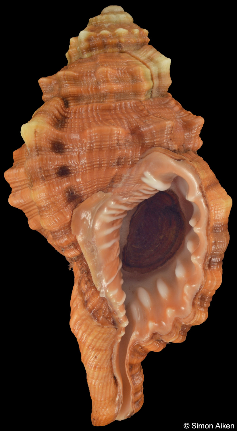 Ranularia pyrum