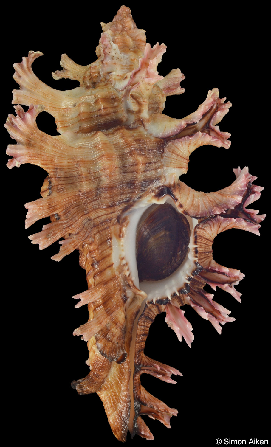 Chicoreus rosarius