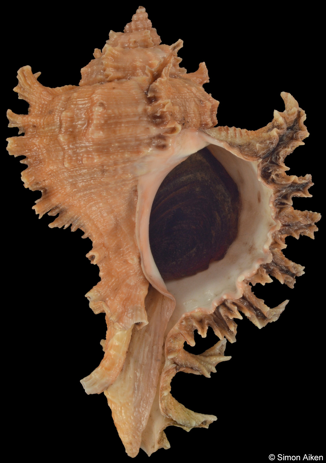 Chicoreus ramosus