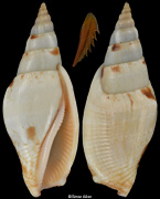 Fusistrombus fusiformis