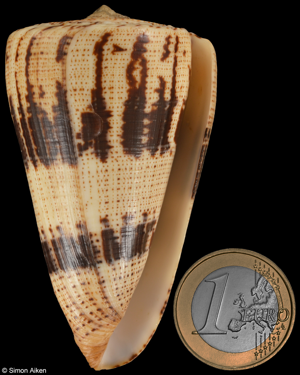 Conus augur
