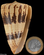Conus augur