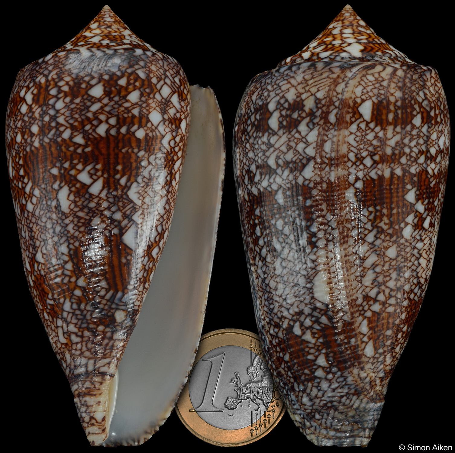 Conus archiepiscopus