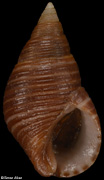Hinea lineata