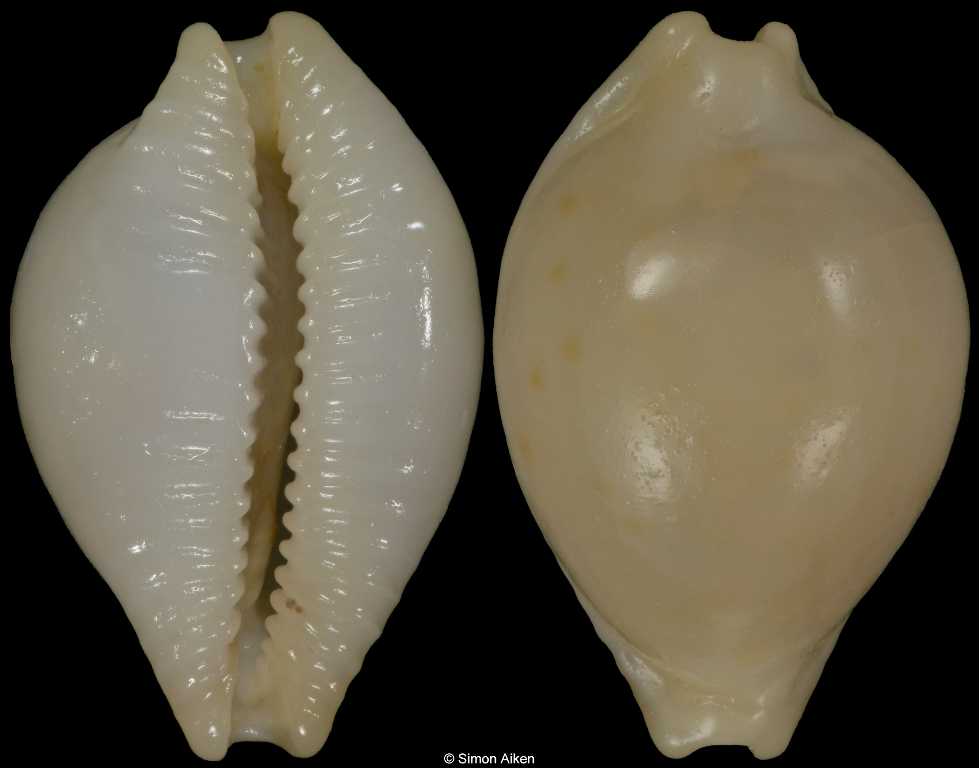 Pustularia mauiensis
