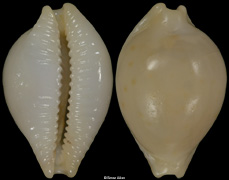 Pustularia mauiensis