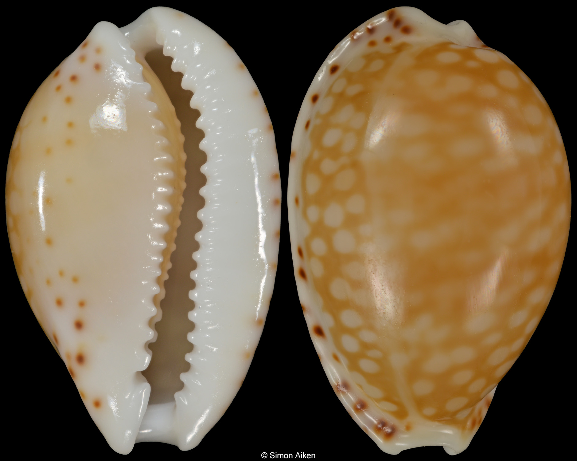 Cribrarula gaskoini