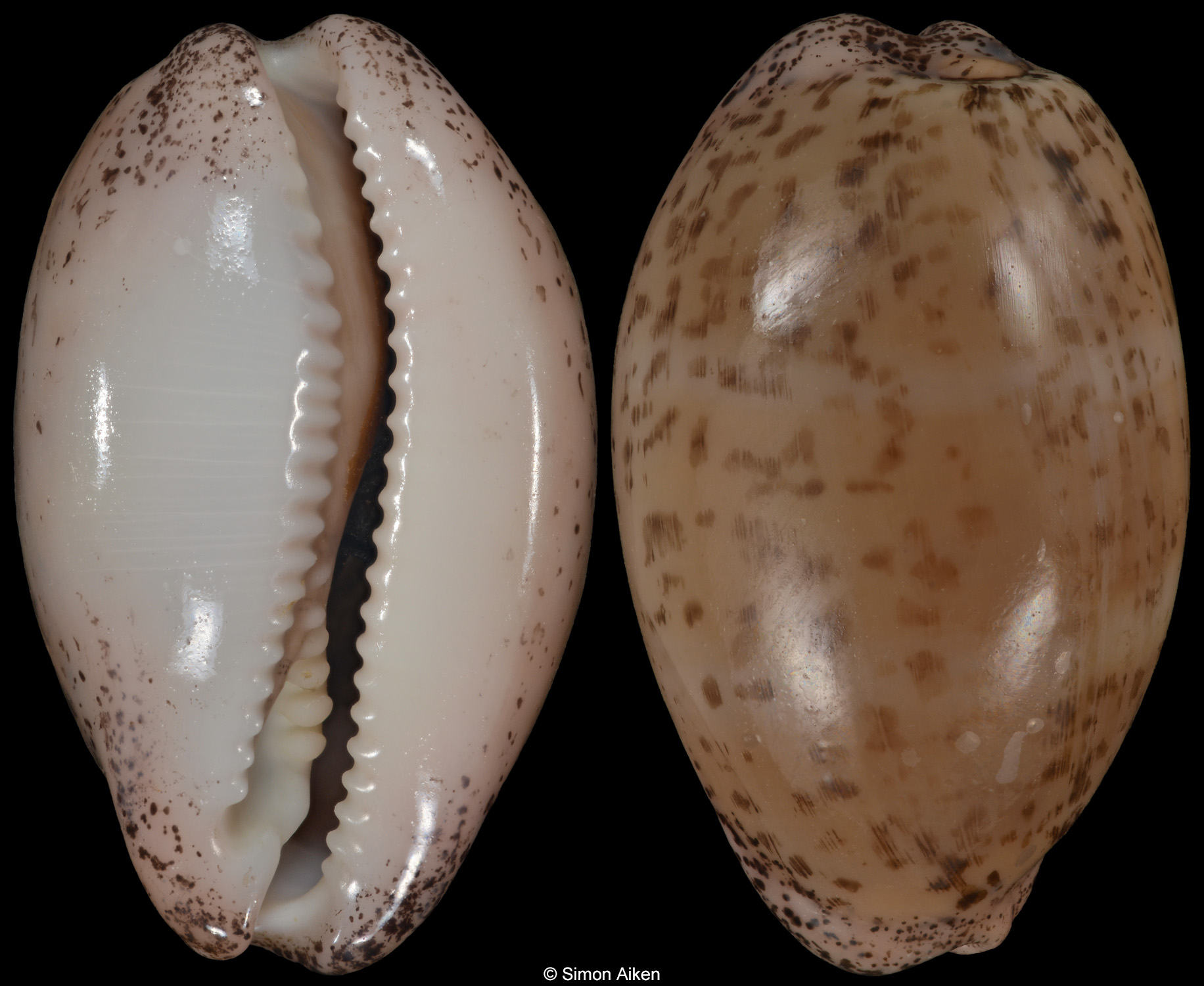 Luria cinerea brasilensis