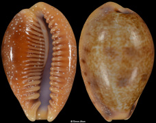 Contradusta bregeriana
