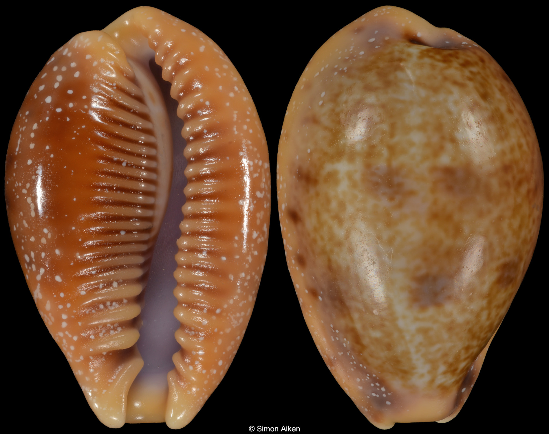 Contradusta bregeriana