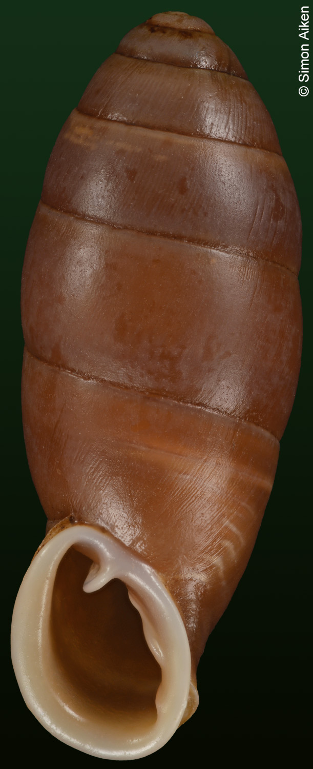 Atractophaedusa takagii