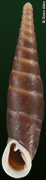 Formosana malleolata