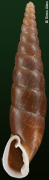 Formosana goniostoma
