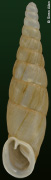 Hemiphaedusa fistulata