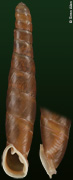 Miraphaedusa takagii