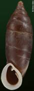 Oospira zhaoyifani