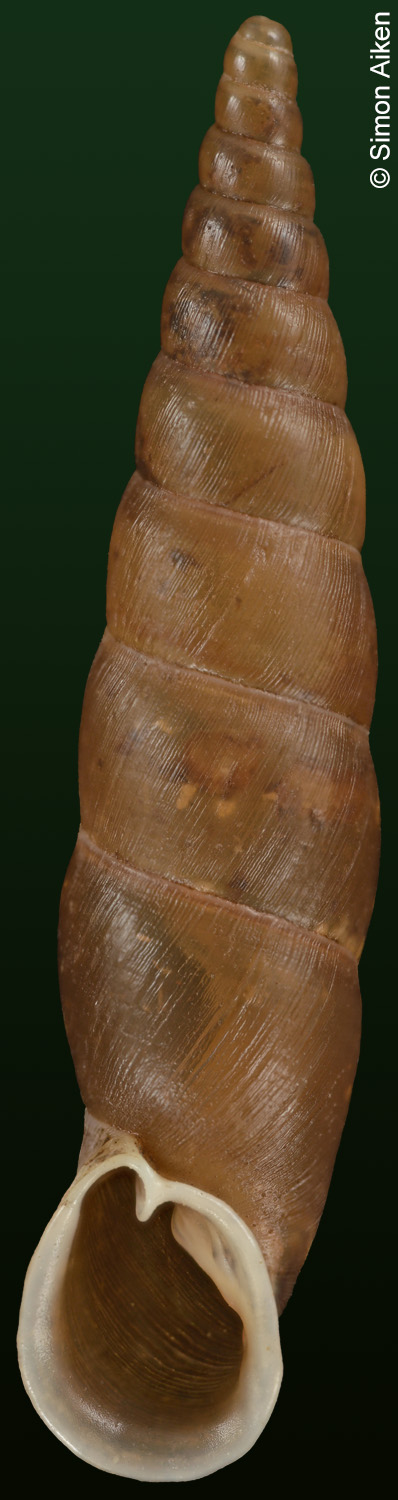 Phaedusa lypra duanensis