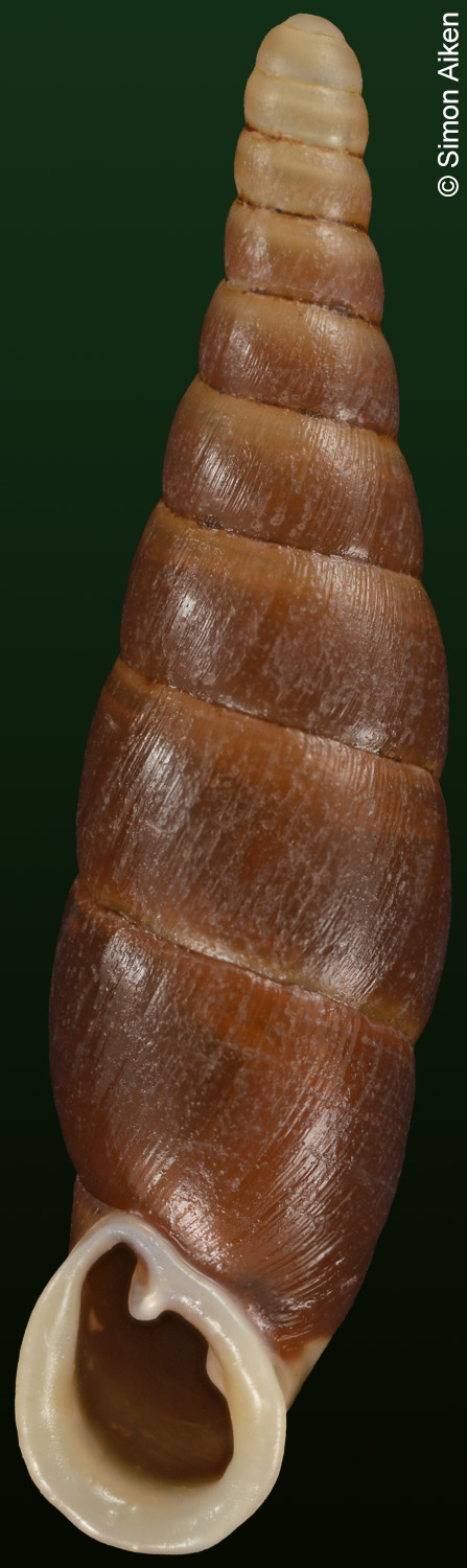 Selenophaedusa media