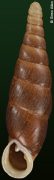 Selenophaedusa media