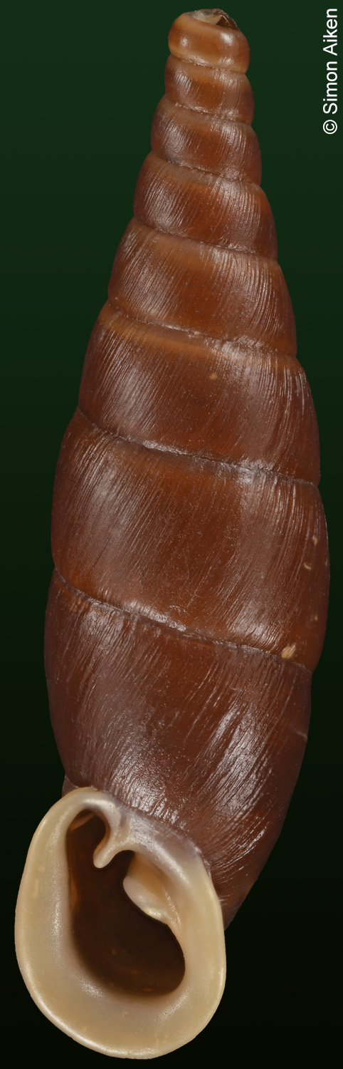 Selenophaedusa spinifera