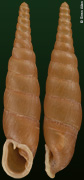 Cirrophaedusa plicilabris