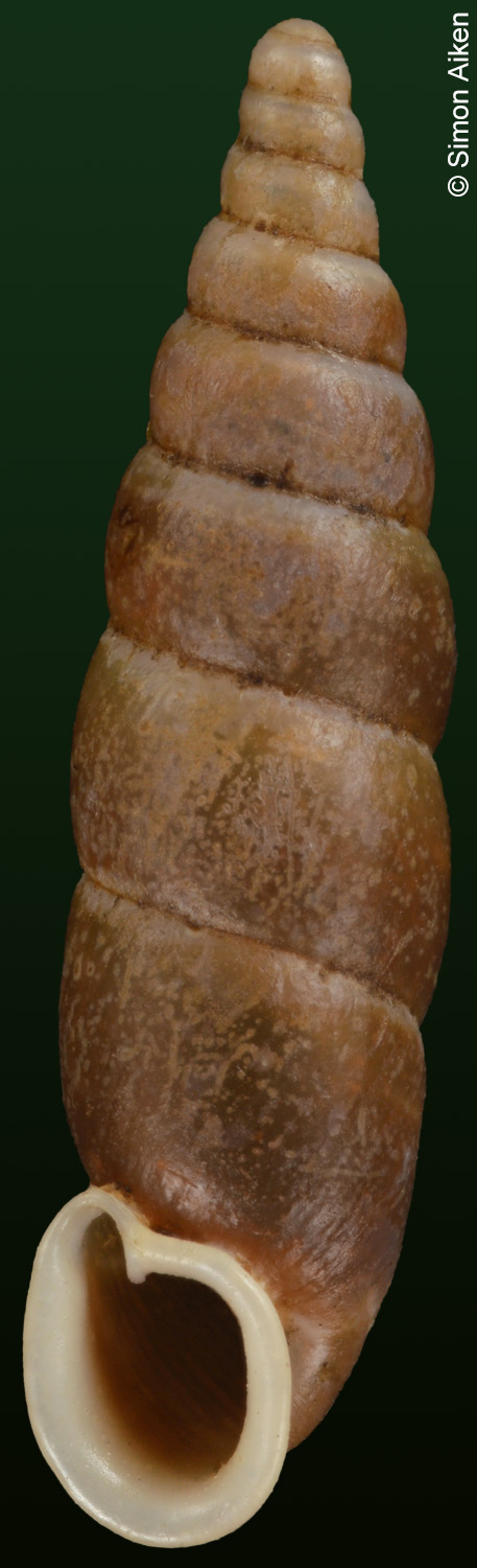 Formosanella recedens
