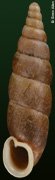 Formosanella recedens