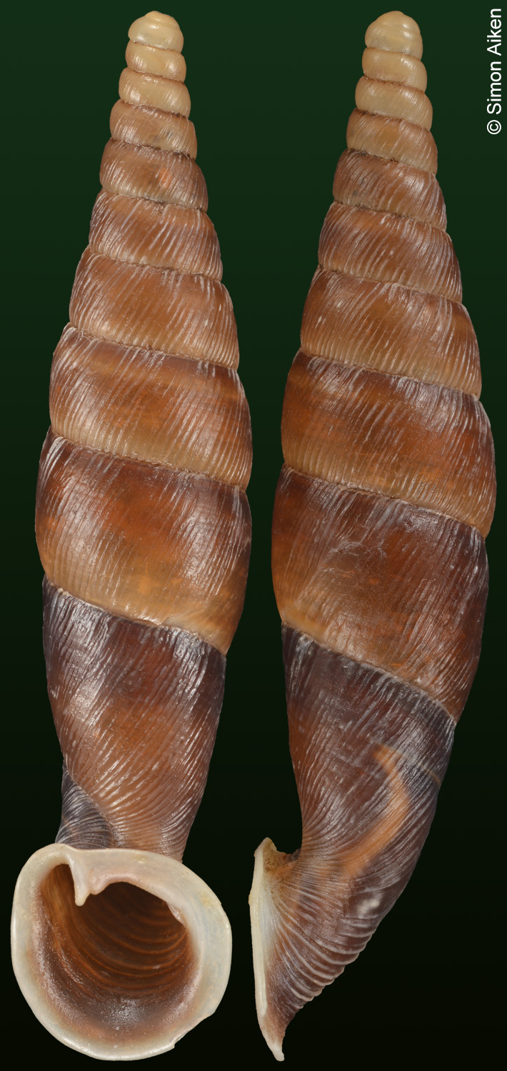 Tropidauchenia dorri adusta
