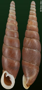 Selenophaedusa sp.