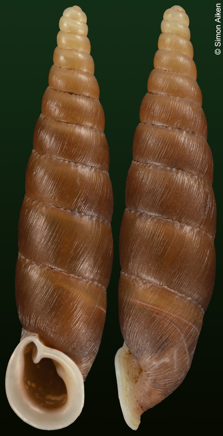 Acanthophaedusa reductans