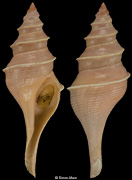 Aforia circinata