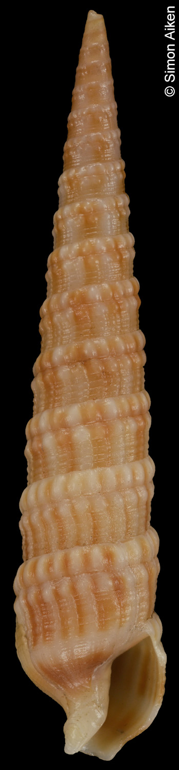Terebra torquata
