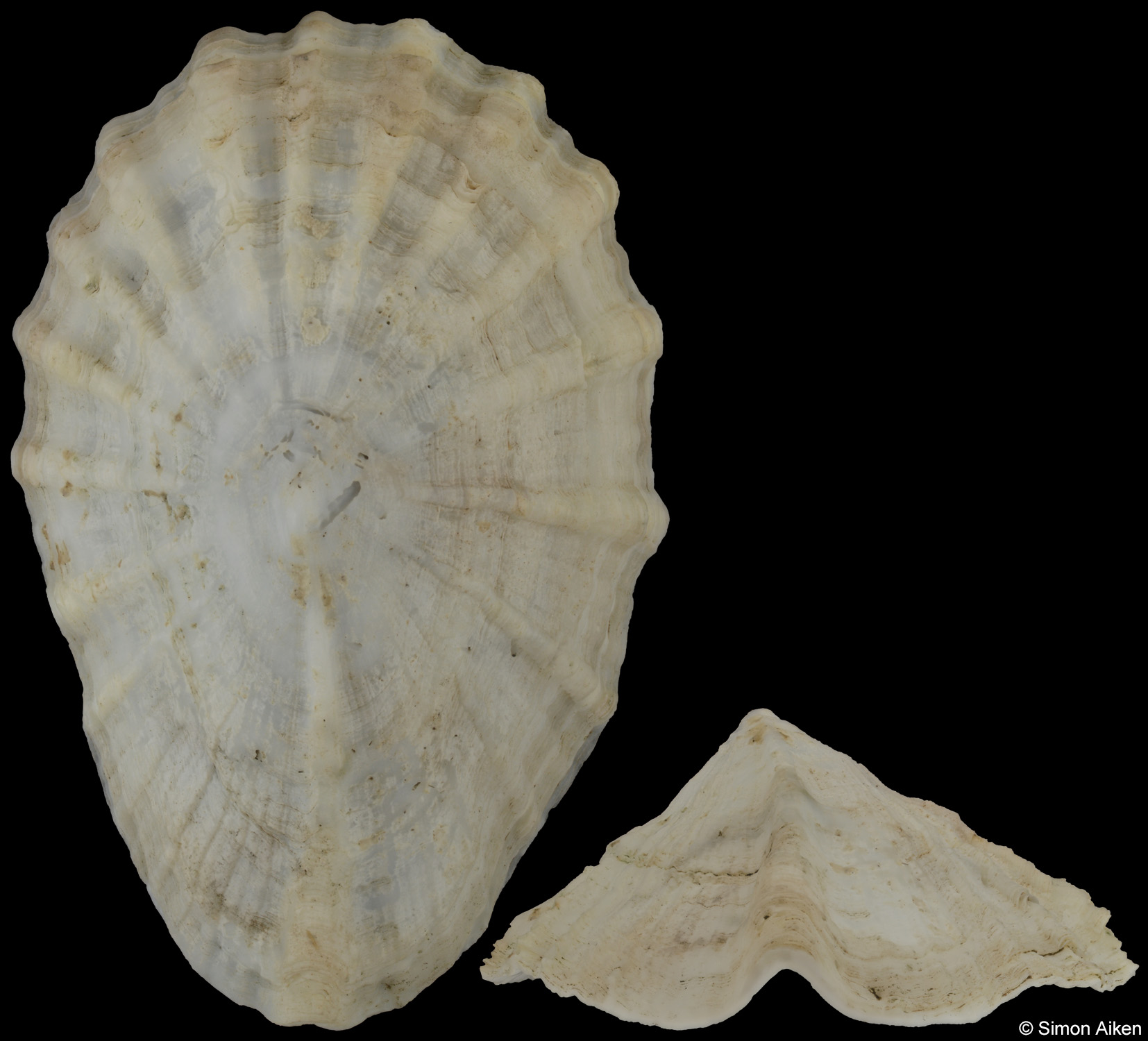 Tugalina gigas