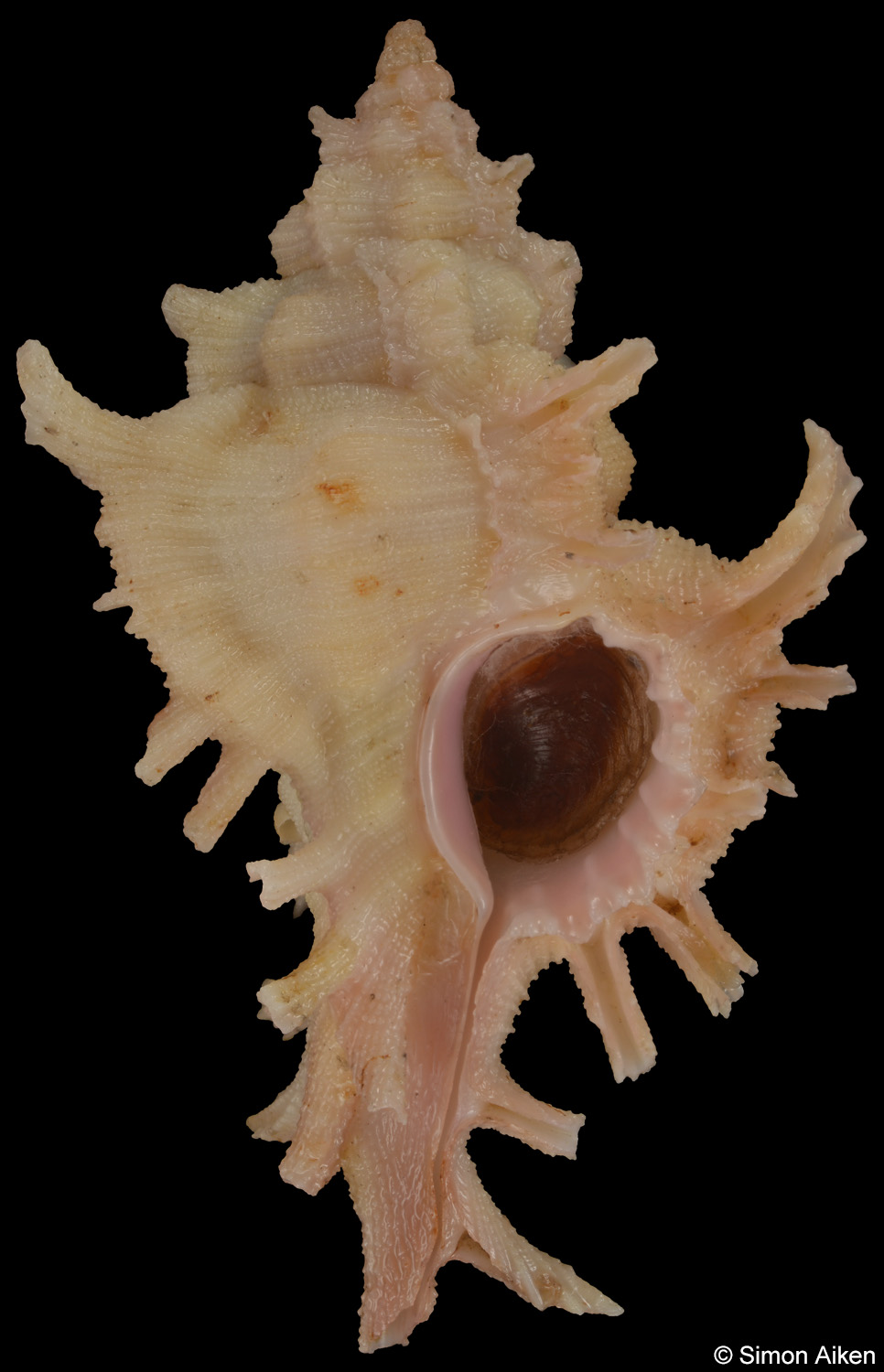 Chicoreus aculeatus