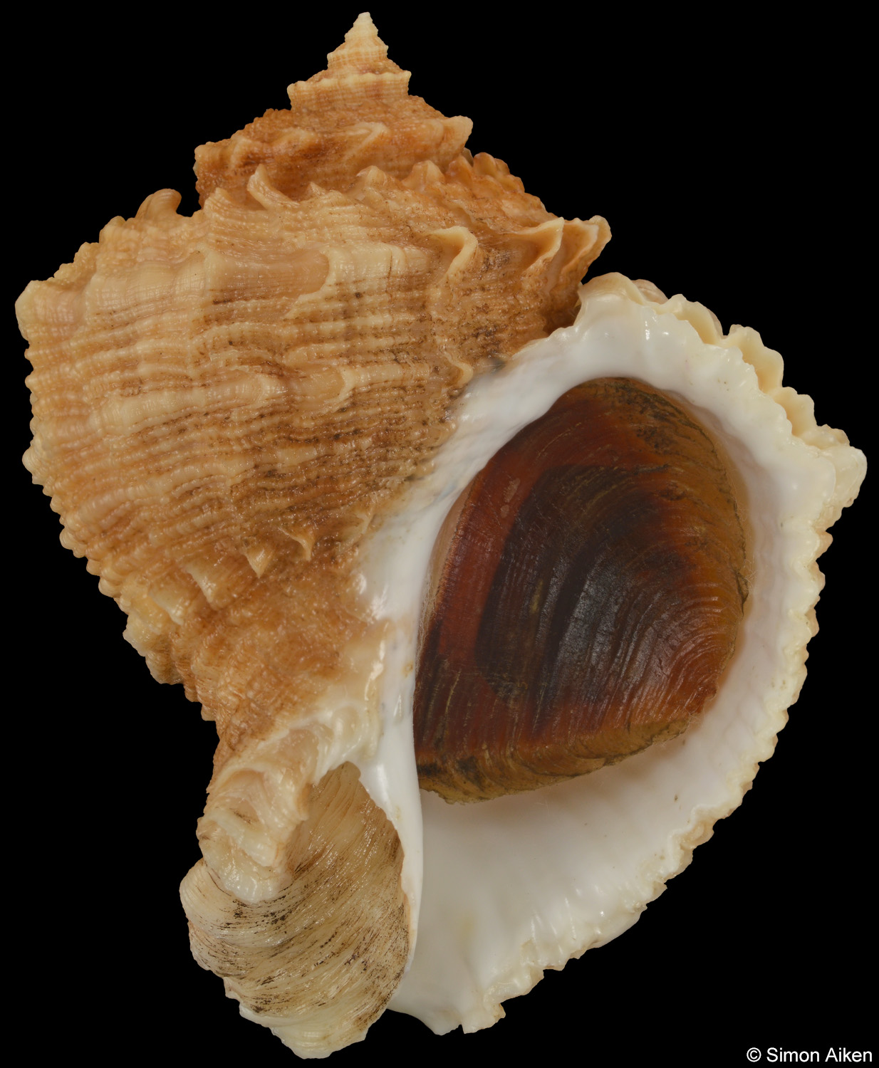 Rapana bezoar