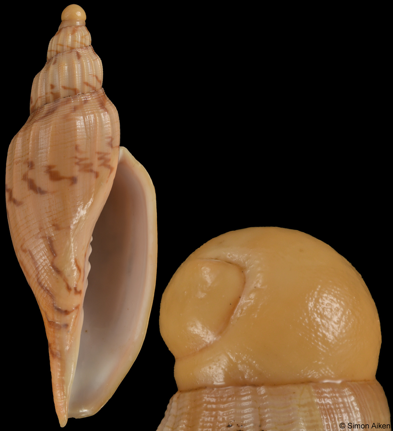 Fulgoraria hamillei