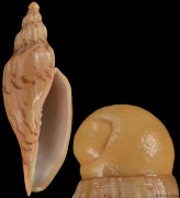 Fulgoraria hamillei