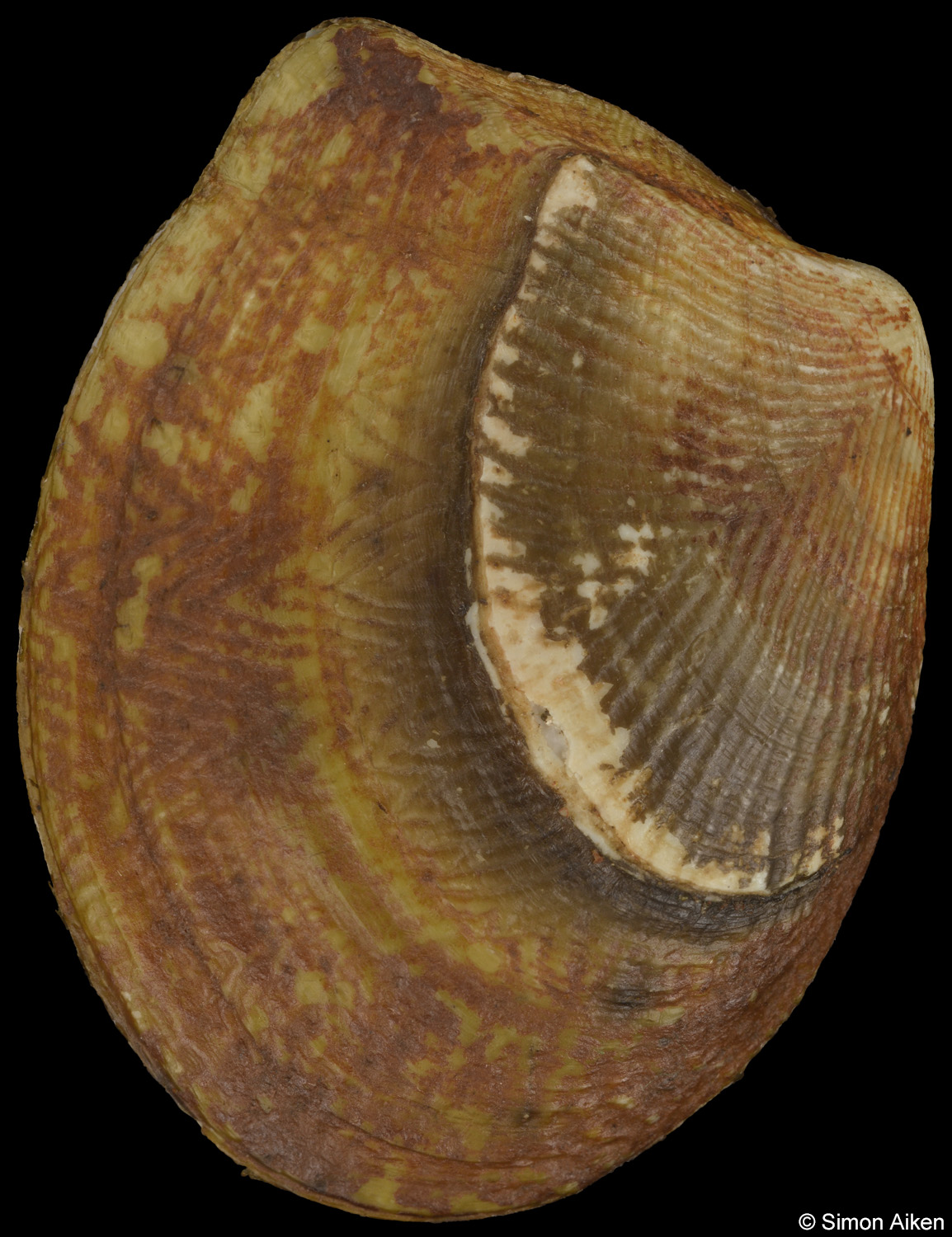 Acila vigilia