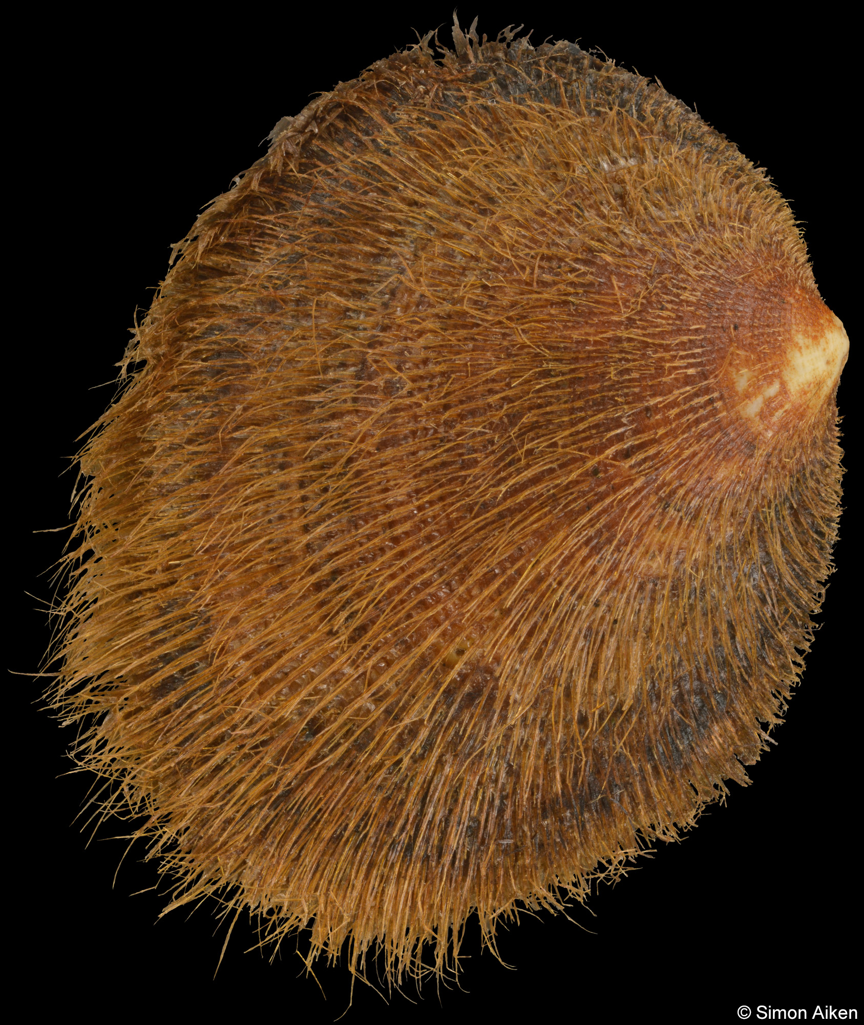 Limopsis uwadokoi