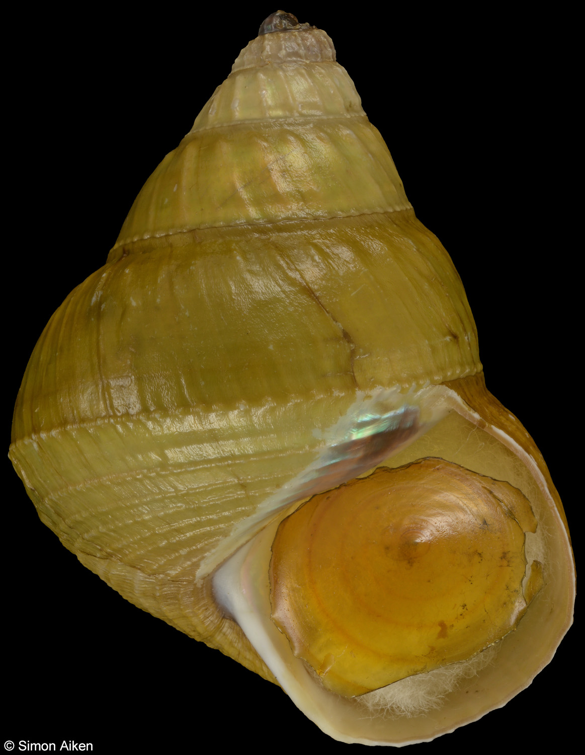 Bathybembix aeola