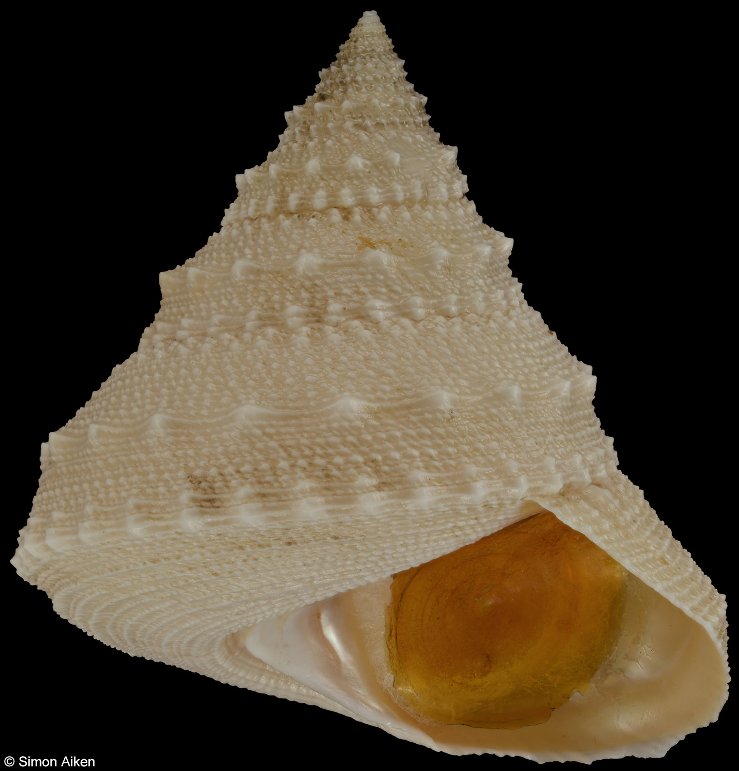 Lischkeia alwinae