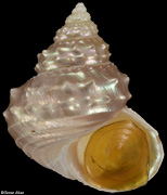 Ginebis crumpii