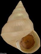 Ginebis argenteonitens convexiuscula