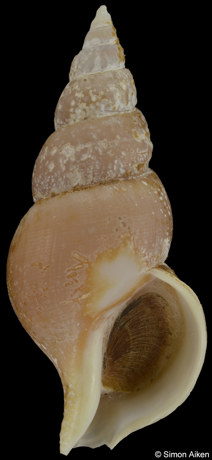 Colus kujianus